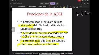 5 Concentración y Dilución de Orina  Osmolaridad ADH y Regulaciones [upl. by Betteann501]