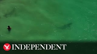 Tiger shark filmed weaving through clueless swimmers at Perth beach [upl. by Ahsinhoj88]