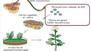 Mutagénesis dirigida por oligonucleotidos [upl. by Anotyal]