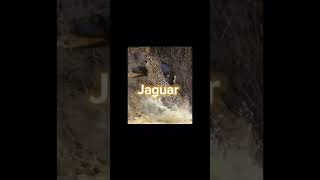 Jaguar vs crocodile Edit subscribe [upl. by Selassie]