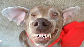 Funny Dog best of the worlds funniest talking Weimaraner videosHilarious [upl. by Og]