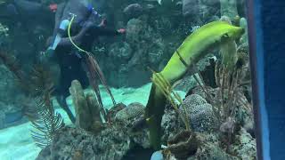 Green moray eel TheMoodyGardens Aquarium [upl. by Sivra]