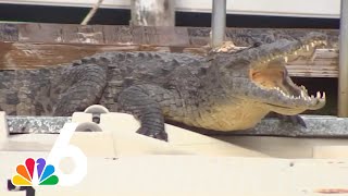 8foot crocodile spotted in Fort Lauderdale community for two days [upl. by Marceau]