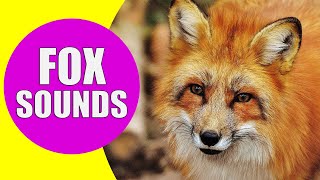 FOX SOUNDS  Real Sounds of Foxes Screaming Barking and Laughing [upl. by Inami]