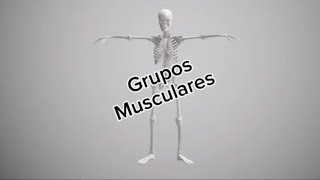 Grupos musculares medicinauy musculos [upl. by Einehpets]