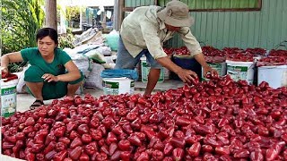 Asian Bell Fruit Agriculture Technology  Rose Apple Farm and Harvesting [upl. by Klockau155]