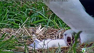 Royal AlbatrossClose up Mom and little one258 PM 20200208 [upl. by Suciram]