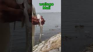 Wallago Fish Hunting at river fishing [upl. by Sousa]