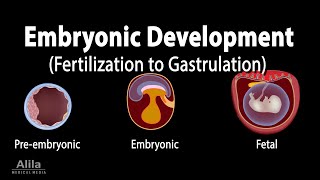 Embryology from Fertilization to Gastrulation Animation [upl. by Isia187]