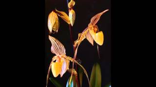 Paphiopedilum St Swithin rothschildianum x philippinense var roebelinii [upl. by Fugate550]