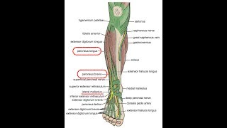 MUSCULATURA PERONEA fortalecimiento mediante ejercicios concéntricos [upl. by Ttiwed]