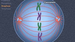 Animation How the Cell Cycle Works [upl. by Prudie]