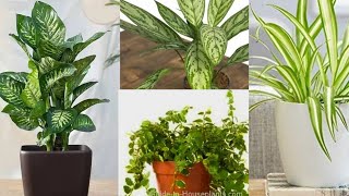 30 Beautiful Indoor Plants With Names [upl. by Tore986]