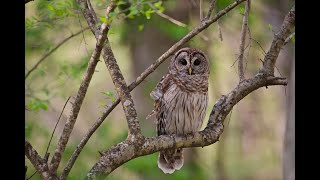 How Can Owls Rotate Their Heads Without Hurting Themselves [upl. by Reisinger]