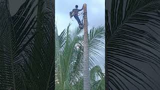 coconut tree cutting [upl. by Heintz576]