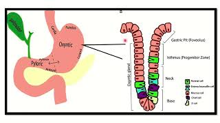 Parietal cell secretion MRCS question solve CRACK MRCS [upl. by Adnirak]