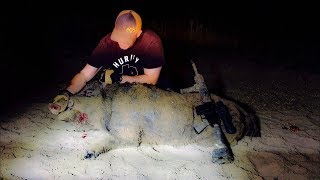 Huge Boar Hog Drop  223 Hornady Full Boar 50 Grain [upl. by Bernardi]