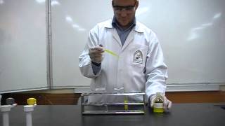 Picric Acids test Part 3 to differentiate between Albumin amp peptone [upl. by Beberg]