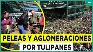 Vergonzoso Caótica entrega de tulipanes en Las Condes [upl. by Goggin692]