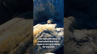 Seal 🦭 explore travel adventure seal sealife wildlife newzealand sunbathing seals [upl. by Picardi]