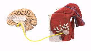 General Embryology  Detailed Animation On Positive Feedback Mechanism [upl. by Darraj]