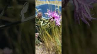 Weed ID WesternMountain aster vs Spotted Knapweed [upl. by Atikat]