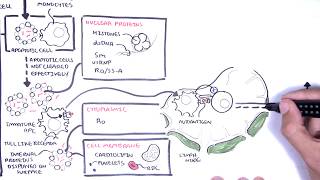 Systemic Lupus Erythematosus SLE  signs and symptoms pathophysiology investigations treatment [upl. by Akeenat]