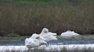 Kleine zwanen Texel [upl. by Lebatsirc]