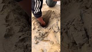 Razor Clam Found in Mud 🤯 youtubeshorts facts [upl. by Anirtak793]