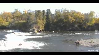 Katmai National Park amp Preserve BrooksBear Camp Alaska  Brooke aka 402 and Cubs Part 1 [upl. by Dorin101]