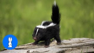 Baby Skunks Trying To Spray  Funniest Compilation [upl. by Kacie]