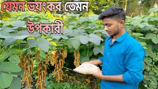 জংলা আলকুশির উপকারিতা।আলকুশি গাছ কেমন ঔষধি গ্রামের ভয়ংকর ভেষজ উদ্ভিদ আলকুশি। [upl. by Ceil]