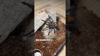 Chromatopelma cyaneopubescens [upl. by Aivizt188]