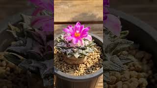 Ariocarpus kotschoubeyanus var elephantidens 아리오카르푸스 코츠쿠베야누스 변종 엘리펀티덴스 흑목단 목단 선인장 [upl. by Charleton]