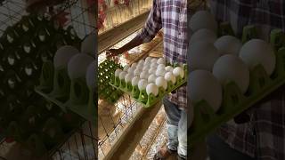 Farming Of Chickens For Eggs egg farming shorts [upl. by Grayce]