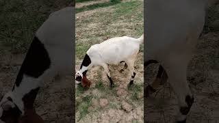 trending bestvideo today best videoNaveedgoatfarm punjabi hindi [upl. by Andeee]