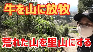 牛を放牧して里山づくり！牛おねえさんに現場を確認してもらう！ [upl. by Hewart]