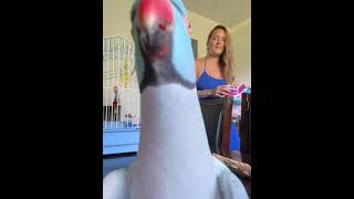 Kiwi The Talking Parrot Loves The Camera [upl. by Aillemac]