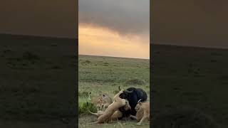 Lions vs Buffalos hunting lion masaimara animals wildlife [upl. by Rimat]