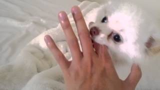 Shiro the Pomeranian Play Biting [upl. by Yllah]