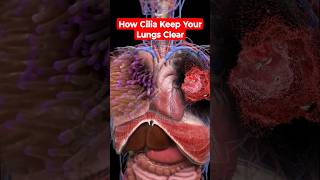 How Cilia Keep Your Lungs Clear The Mucociliary Escalator Explainedshorts shortsfeedlungs cilia [upl. by Koval]