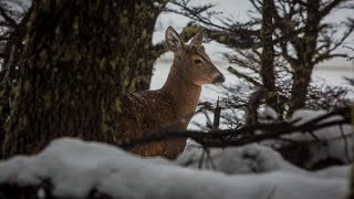 Huemul El ciervo más austral del mundo [upl. by Bonn]