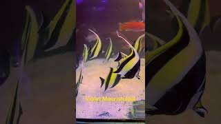 Healthy Beautiful Moorish Idol Fish 11052022 [upl. by Atirahc]