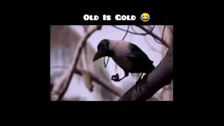 old is gold  10 year old ad  Big babool funny ad  crow babool funny ad  Childhood ad  India ad [upl. by Camden]