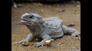 The Tuatara Lizard Has a Third Eye amp Native Terran Reptilian Rant [upl. by Holt]