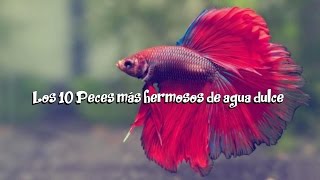 Los 10 Peces más hermosos de agua dulce  VichoVlogs [upl. by Robillard440]