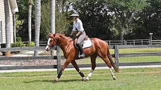 Lando 4 yr old TB gelding [upl. by Yrrej747]