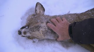 This is How a Lynx Kills  Deadly 60  Series 2  BBC Earth [upl. by Nyliuqcaj]