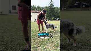 Tutorial per Insegnare al Cane a Mettere la Pettorina [upl. by Eriam]