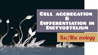 Dictyostelium  Cell aggregation and differentiation in Dictyostelium BScMSc Zoology [upl. by Georgine]